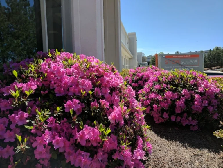 STORsquare storage container near a Pearland commercial building with bright pink landscaping in the foreground.